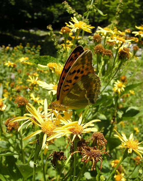 Argymnis pandora? - Argynnis paphia